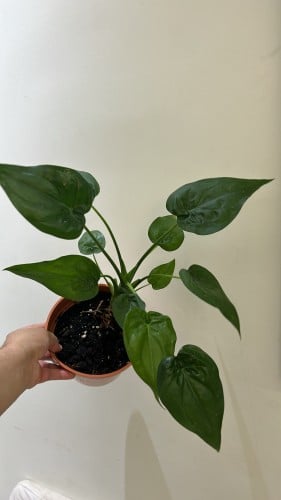 ألوكاسيا كوكولاتا - Alocasia Cucullata