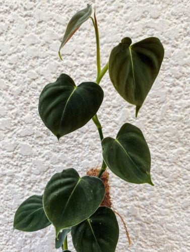 Philodendron Lupinum - فيلوديندرون لوبينوم