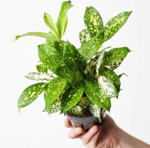 Dracaena Florida Beauty - دراسينا فلوريدا بيوتي