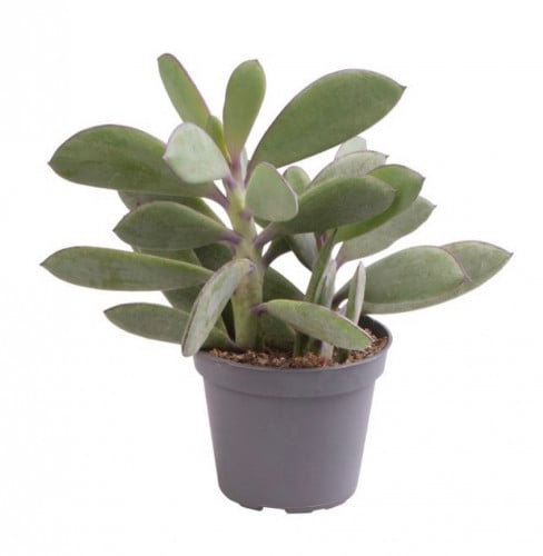 سينيسيو كراسيسيموس - Senecio crassissimus