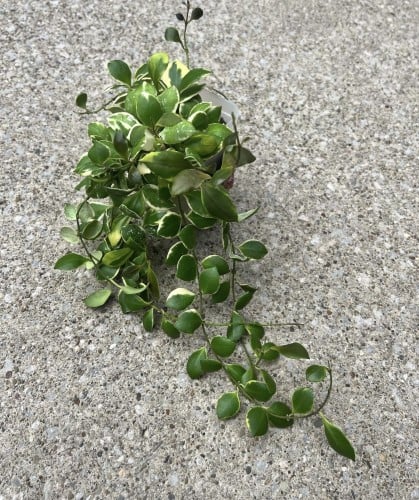 Hoya Heuschkeliana Albomarginata-هويا هيشكيليانا البومارجيناتا