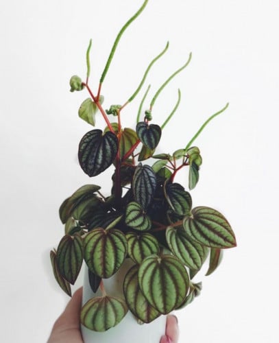 ‏Peperomia Piccolo Banda - بيبروميا بيكولو باندا