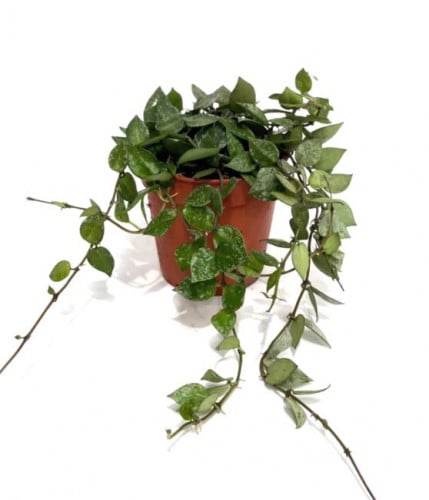 Hoya krohniana Splash - هويا كروهنيانا سبلاش