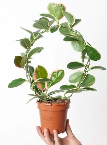 Hoya Australis Outer Variegated