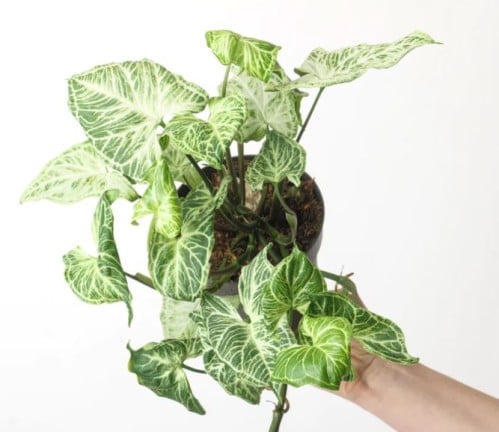 Syngonium Batik - سينجونيوم باتيك