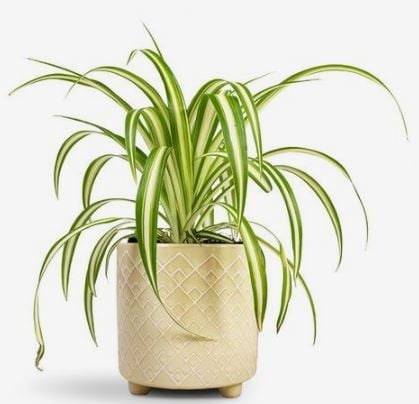 الكلوروفيتوم فيتاتوم - نبات العنكبوت - Chlorophytum Vittatum - Spider Plant