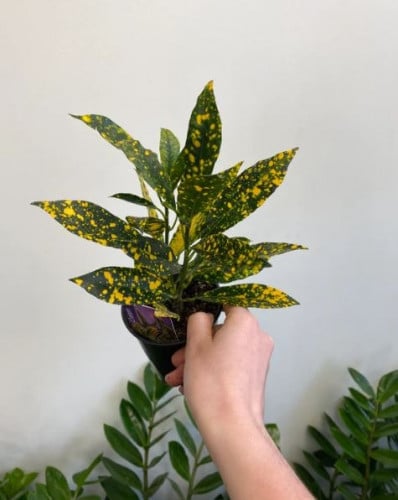 Codiaeum Gold Dust - كوديوم غبار الذهب