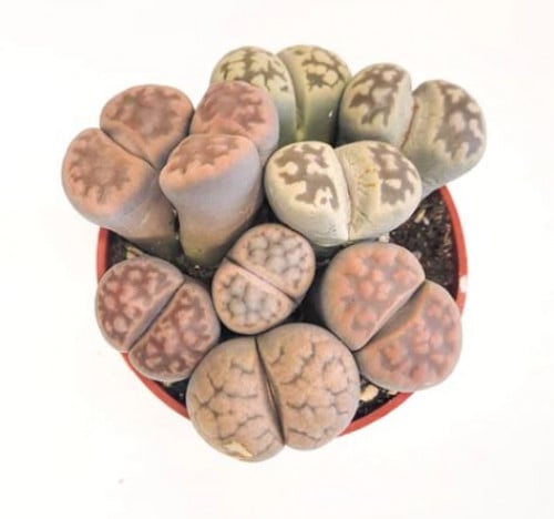 ليثوبس فولفيسيبس - Lithops fulviceps - Living Ston...