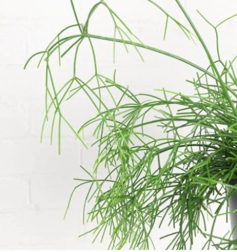 Rhipsalis baccifera - ريبسلس بيسفورا