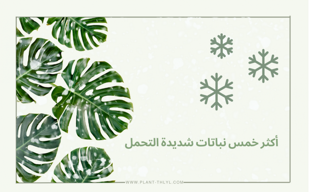 أكثر خمس نباتات شديدة التحمل