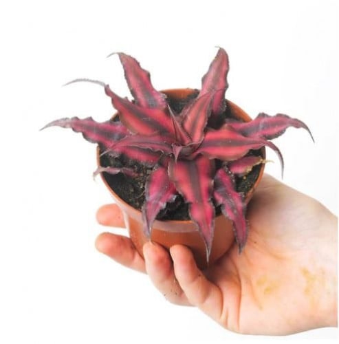 Cryptanthus bivittatus Pink