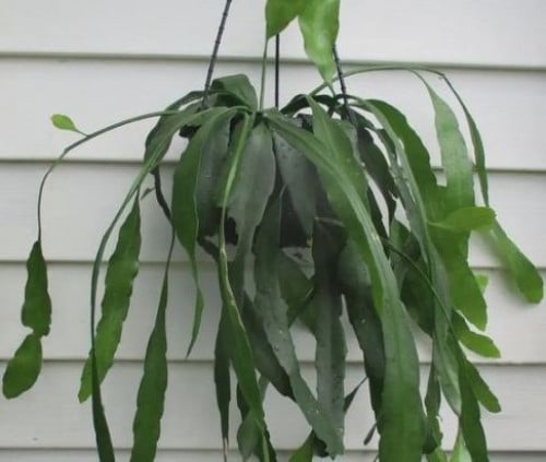 Rhipsalis ramulosa – ريبساليس رامولوزا