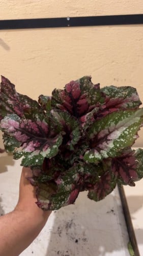 Begonia Raspberry Splash - بيقونيا توت العليق سبلاش