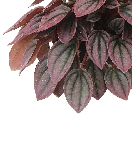 Paperomia Caperata Cayenne-بيبيروميا كابيراتا كايين