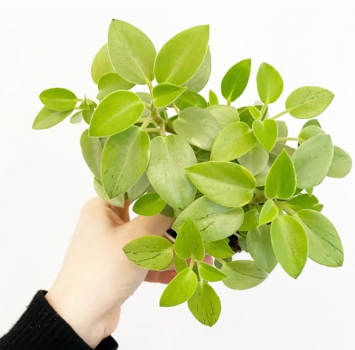 Peperomia Orba Pixie Lime - بيبروميا أوربا "بيكسي لايم"