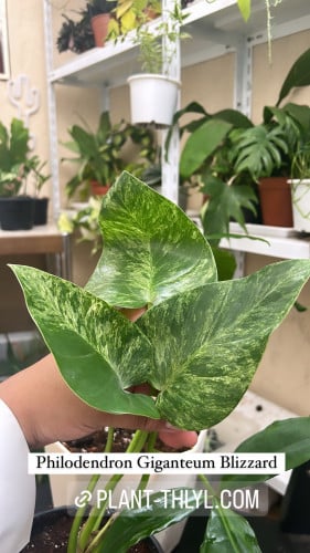 Philodendron Giganteum Blizzard- فيلوديندرون جيغانتيوم بليزارد
