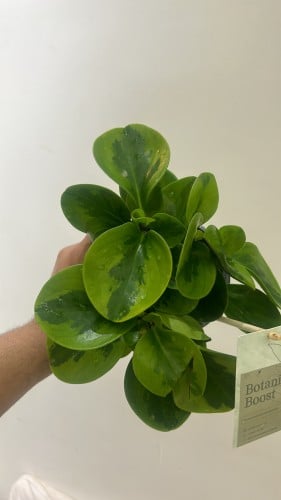 Peperomia Obtusifolia Lemon Lime Vareigated - ببروميا ليمون لايم فرقيتد