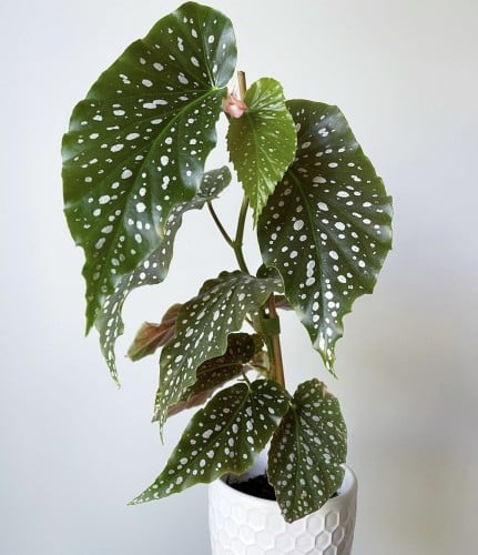begonia snowcap- بيقونيا سنوكاب
