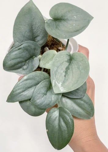 Scindapsus Platinum Silver Hero -  سكندبسس البلاتينية البطل الفضي