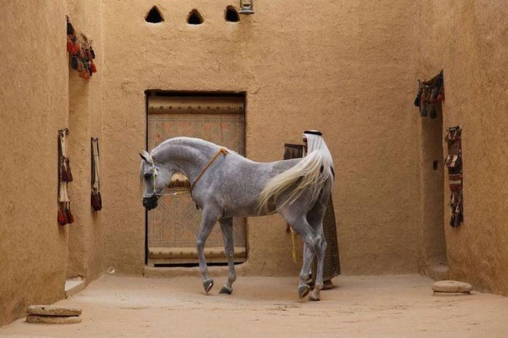 الخيل العربيه