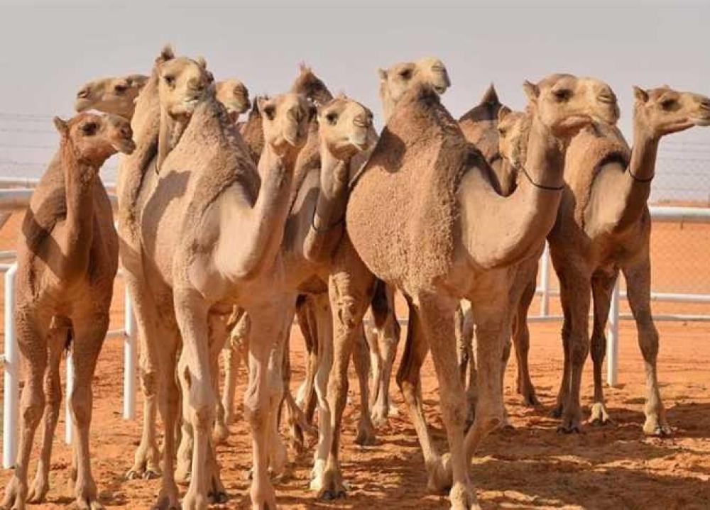 رسالة لأهل الانتاج في الهجن