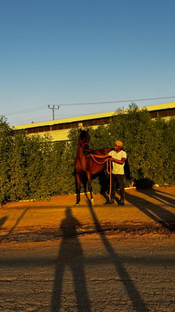 صيدلية بيطرية طموح الخيال  ومستلزمات فروسية للخيل والهجن