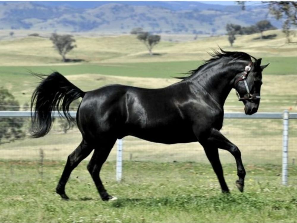 أساسيات ركوب الخيل