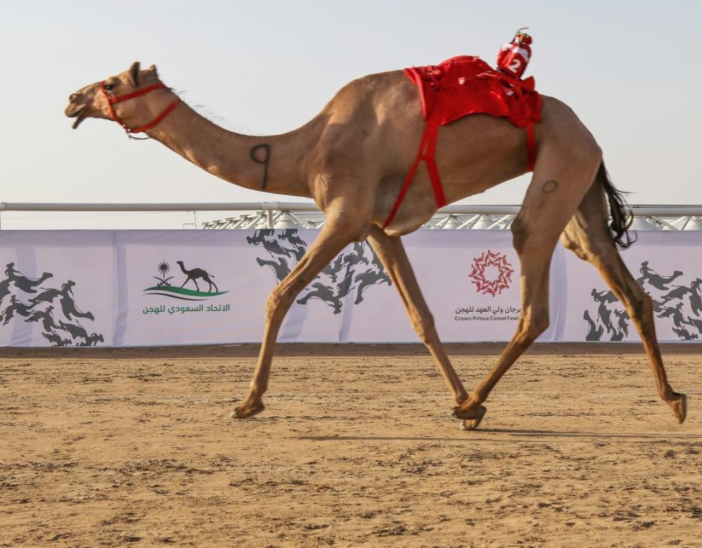 احدث  منشطات الابل
