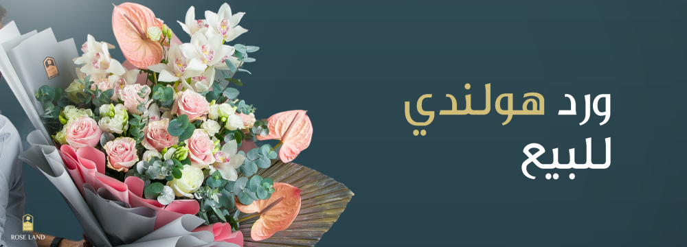 ورد هولندي للبيع.. جمال و جودة لا تضاهى