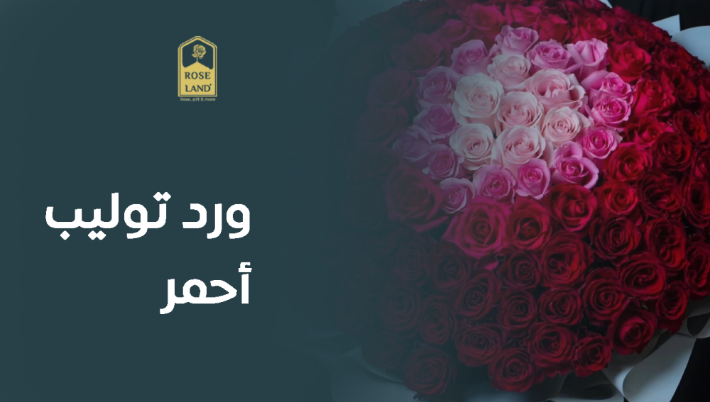 ورد توليب أحمر