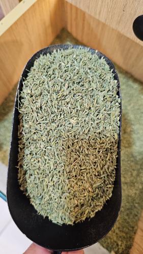 شمر بلدي 1 كيلو