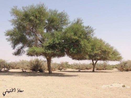 بذور طلح نجدي acacia gerrardii