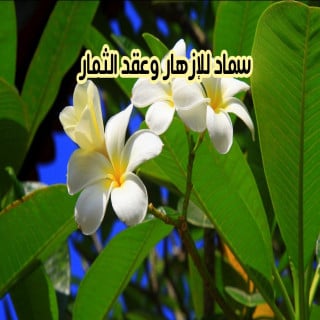 سماد للإزهار وعقد الثمار
