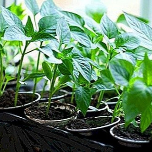 شتلة فلفل حار (عضوي)