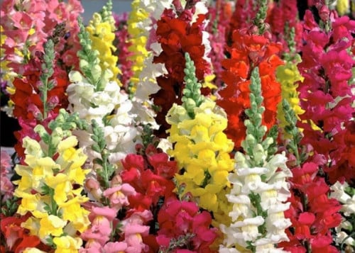 بذور فم السمكة (انترهينم) مخلوط 26