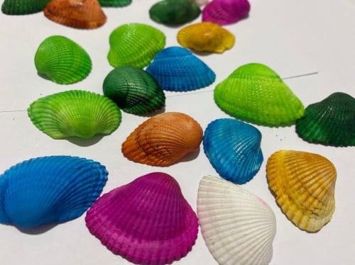 قواقع ملونه ( كيس وسط)