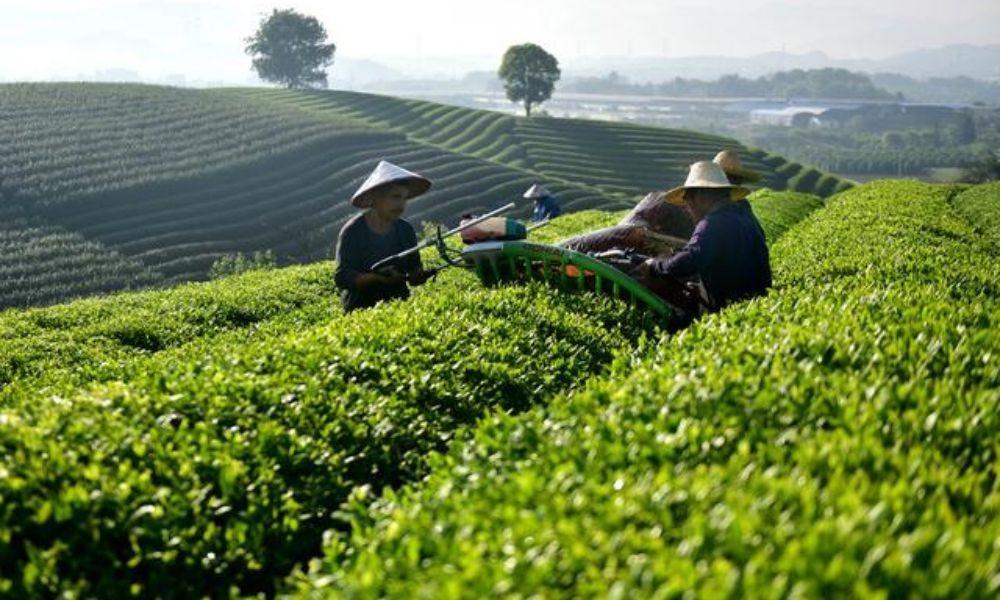 الماتشا: سرّ الشاي الياباني الذي أسر العالم