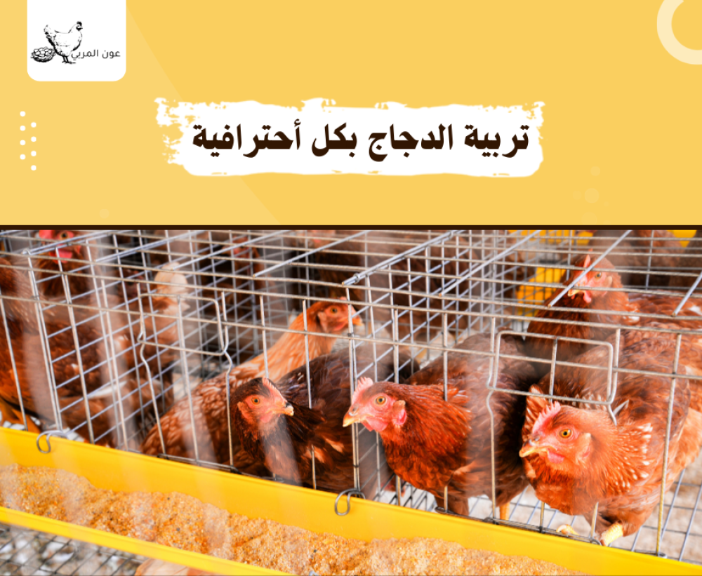 تربية الدجاج بكل أحترافية