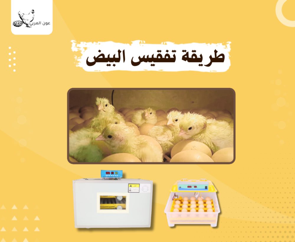 طريقة تفقيس البيض