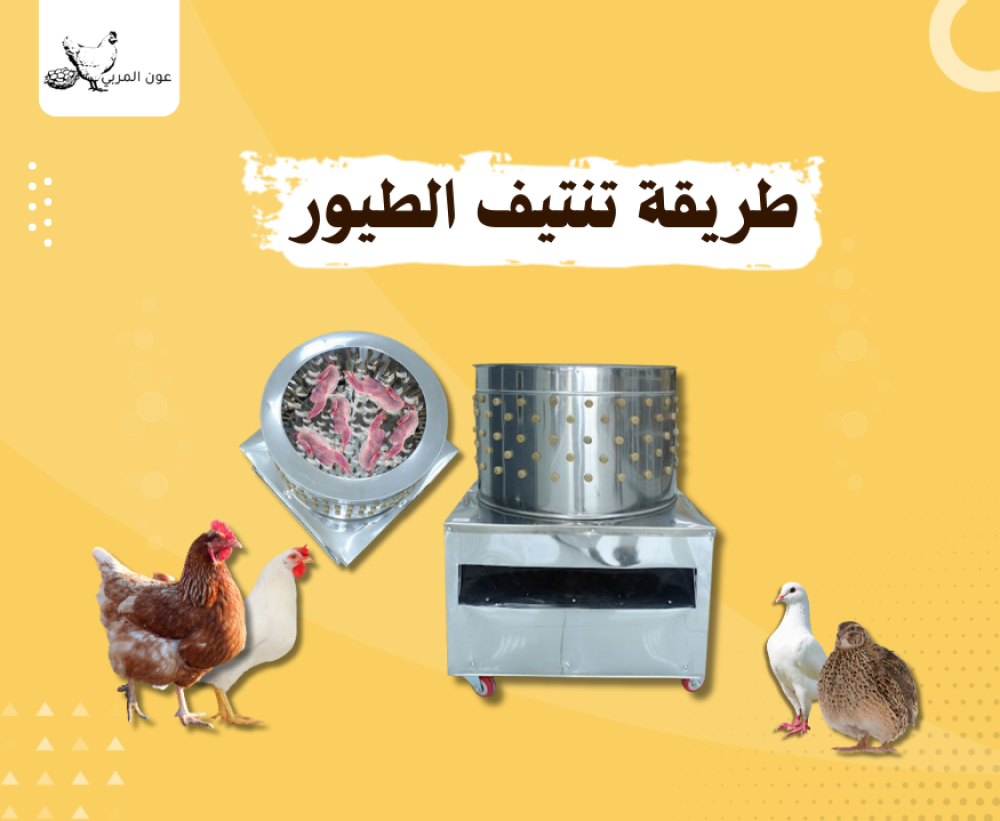 طريقة تنتيف الطيور