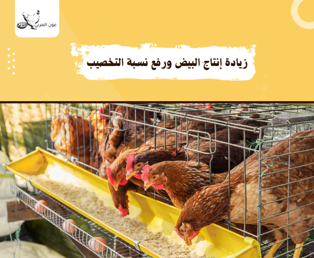 زيادة أنتج البيض ورفع نسبة التخصيب