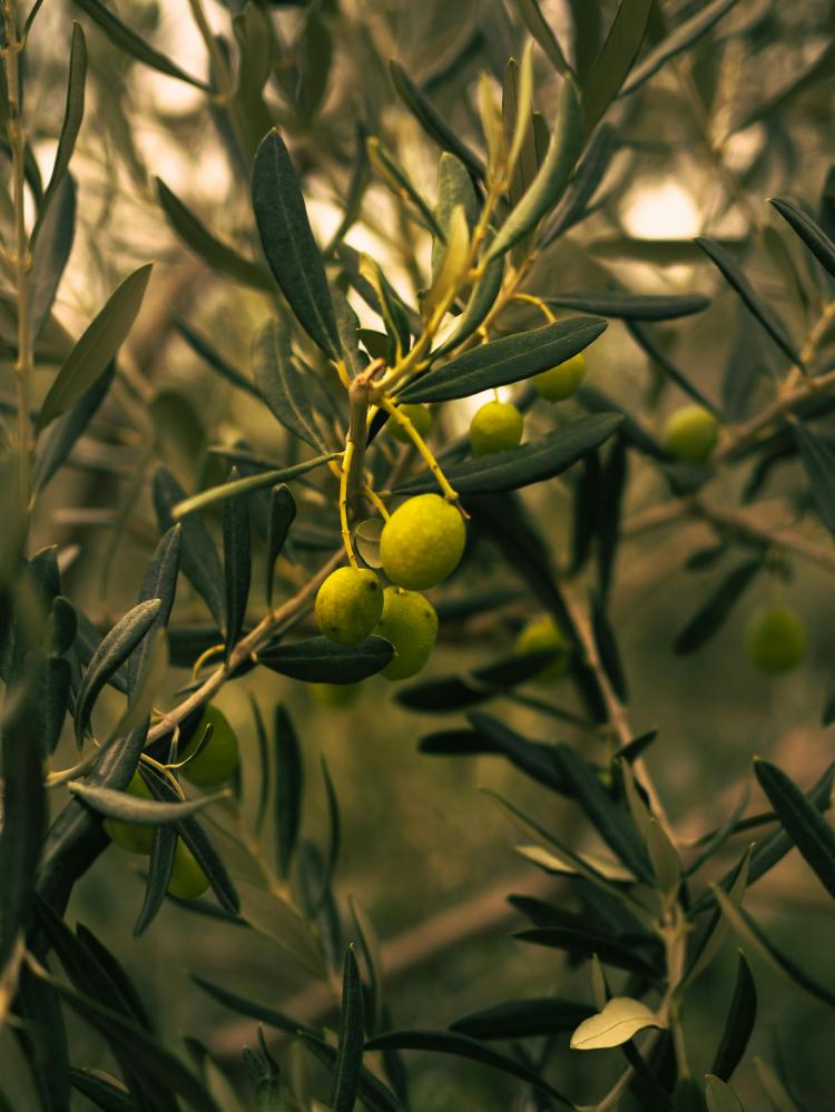 لماذا شرب زيت زيتون على الريق
