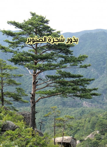 بذور صنوبر الغابات