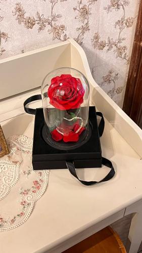 الورد الدايم لون أحمر