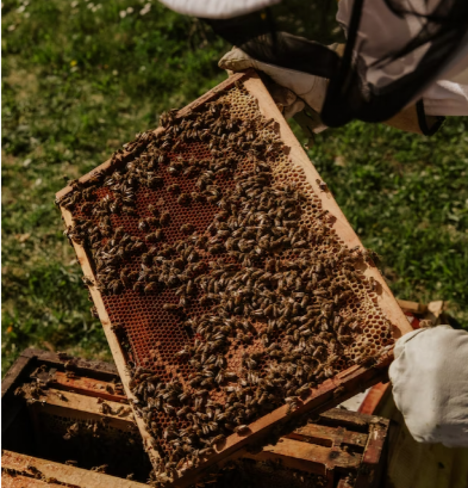 العسل البلدي