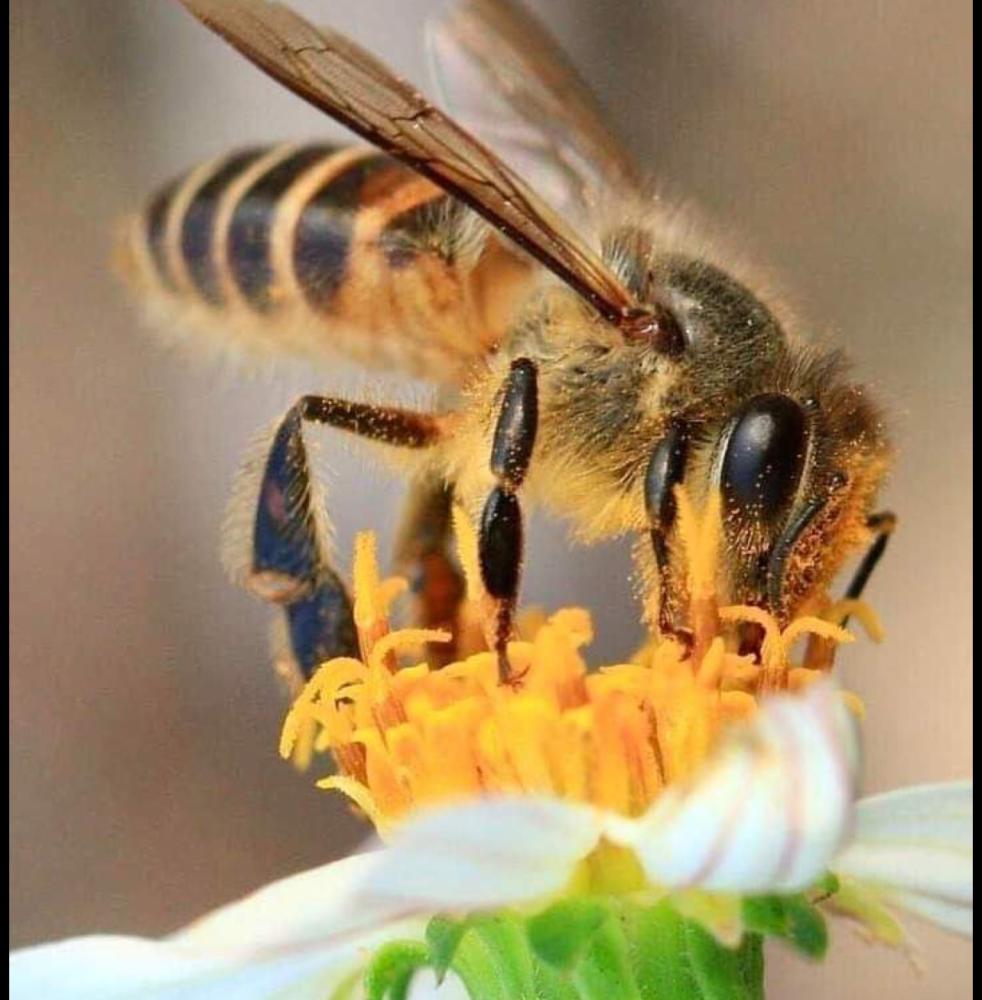 فوائد خبز النحل: مكوناته واستخداماته الصحية