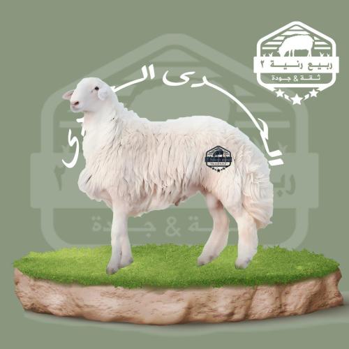 خروف صغير لباني (2)