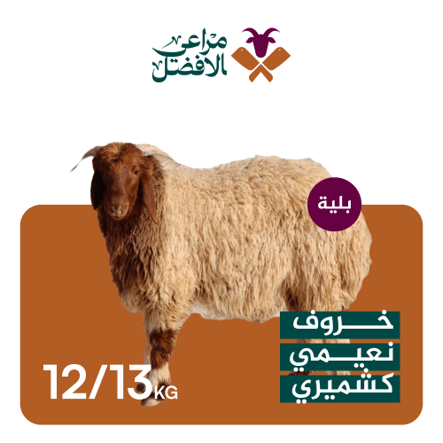 خروف نعيمي كشميري12-13 كيلو