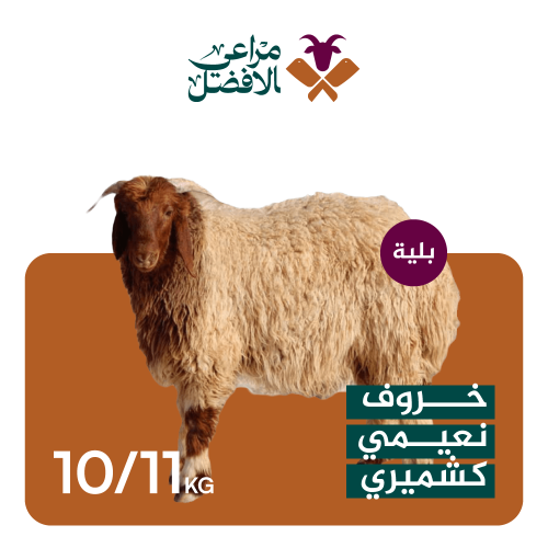 خروف نعيمي كشميري10-11 كيلو