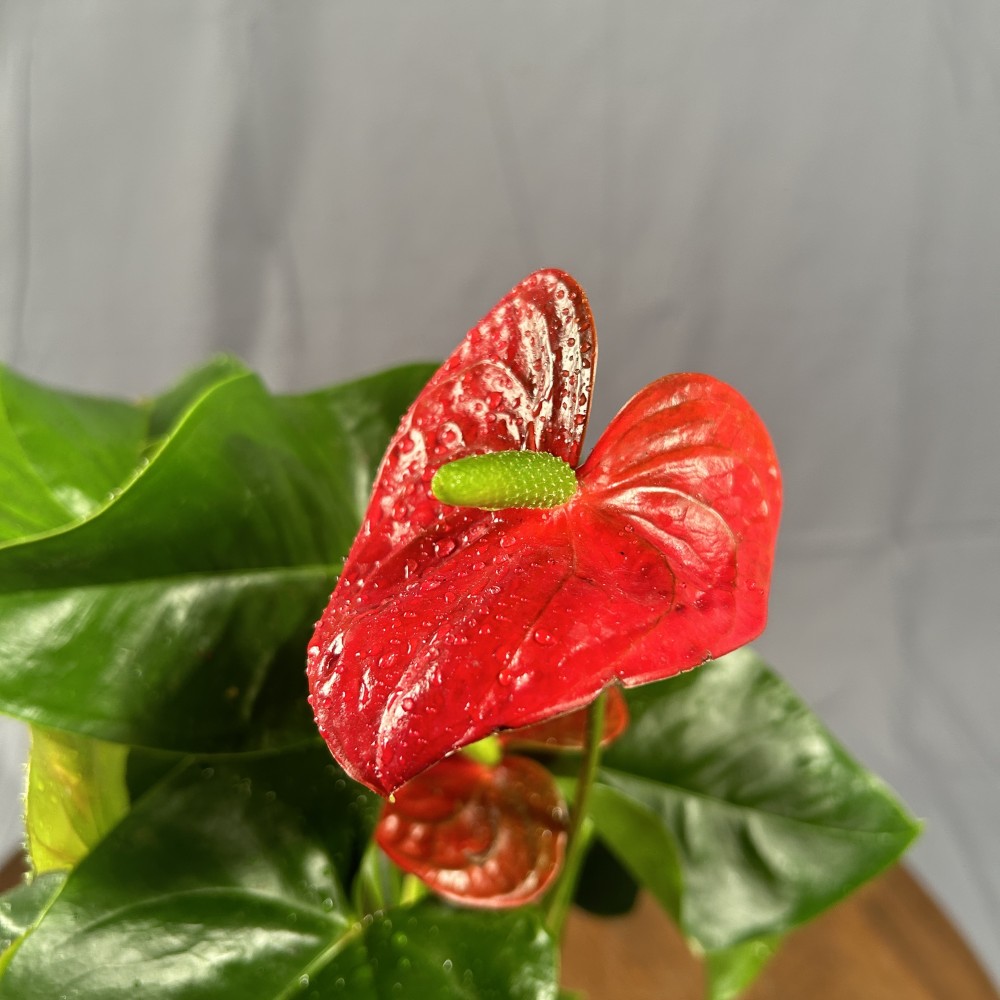 نبتة الانتوريوم الأحمر هولندي